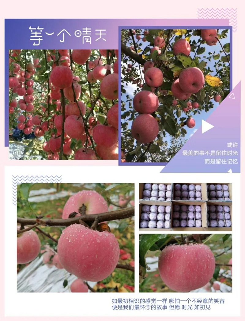红富士条纹