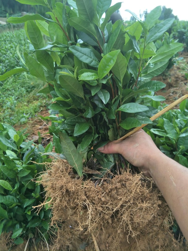 安吉白茶，黄金茶，福鼎大白茶，极白茶苗