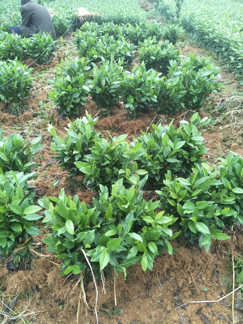 安吉白茶，黄金茶，福鼎大白茶，极白茶苗