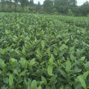 安吉白茶，黄金茶，福鼎大白茶，极白茶苗