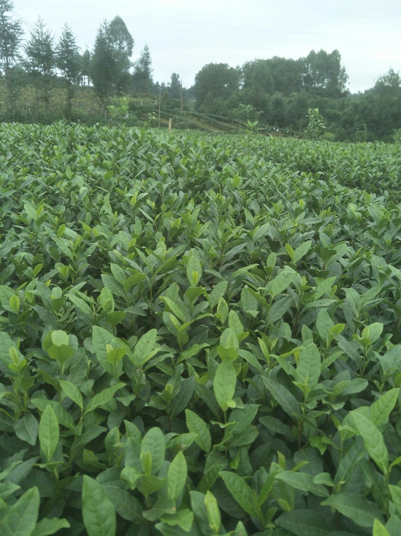 安吉白茶，黄金茶，福鼎大白茶，极白茶苗