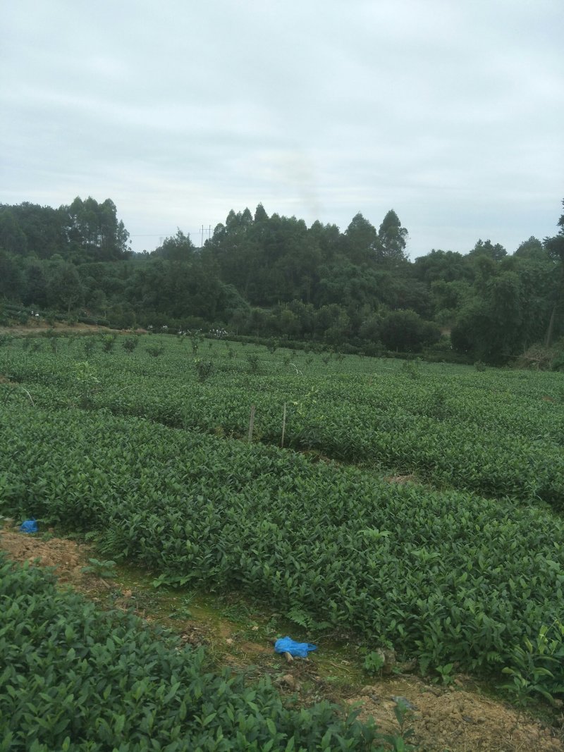安吉白茶，黄金茶，福鼎大白茶，极白茶苗