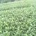 安吉白茶，黄金茶，福鼎大白茶，极白茶苗