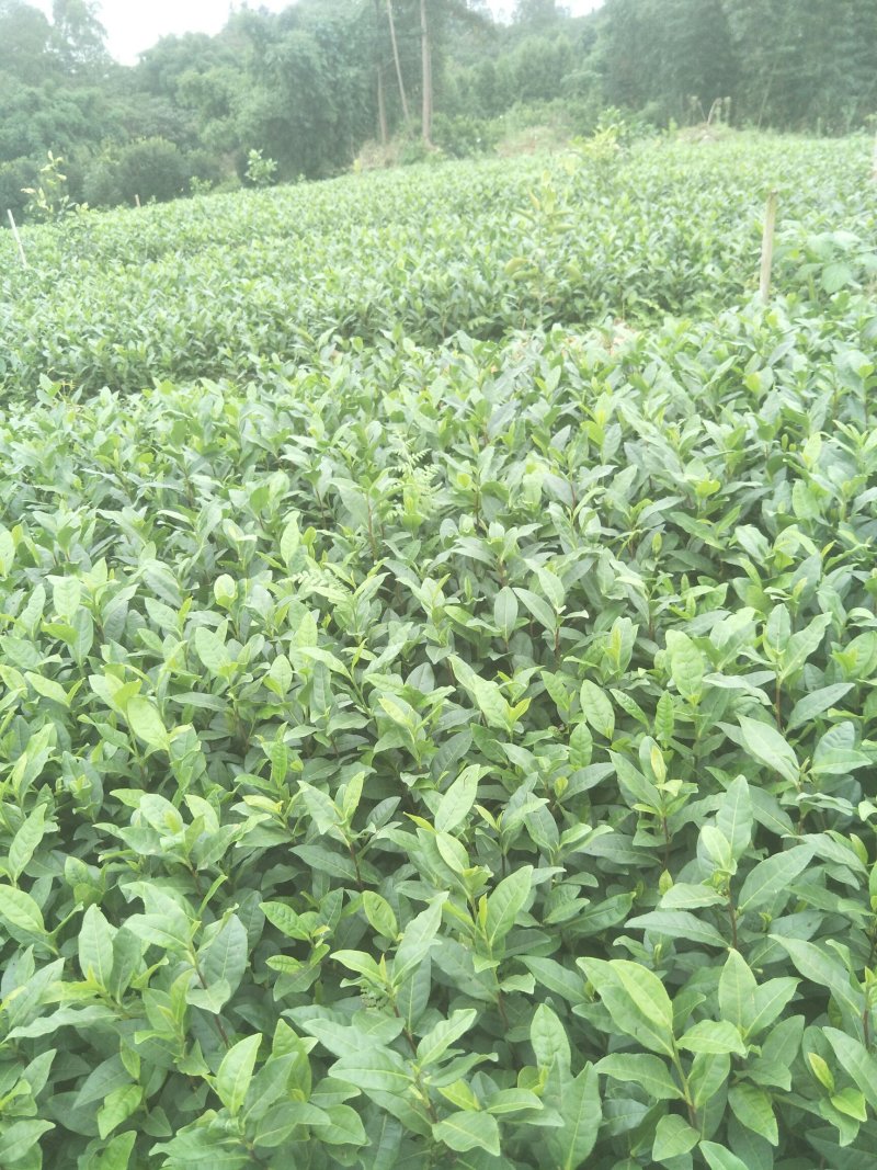 安吉白茶，黄金茶，福鼎大白茶，极白茶苗