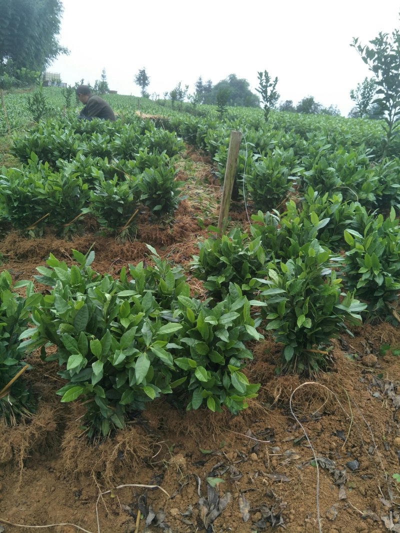 安吉白茶，黄金茶，福鼎大白茶，极白茶苗