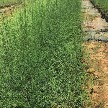 木麻黄