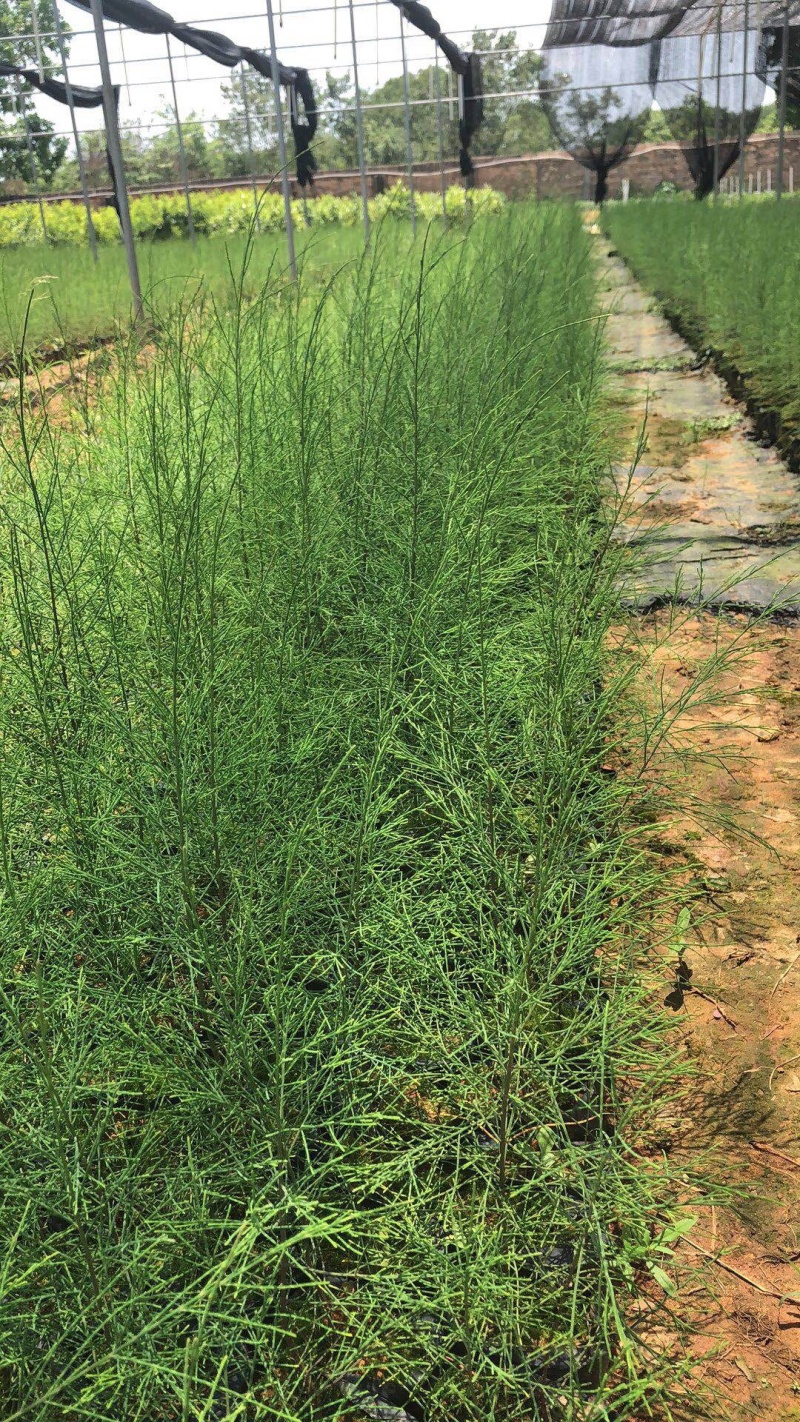 木麻黄