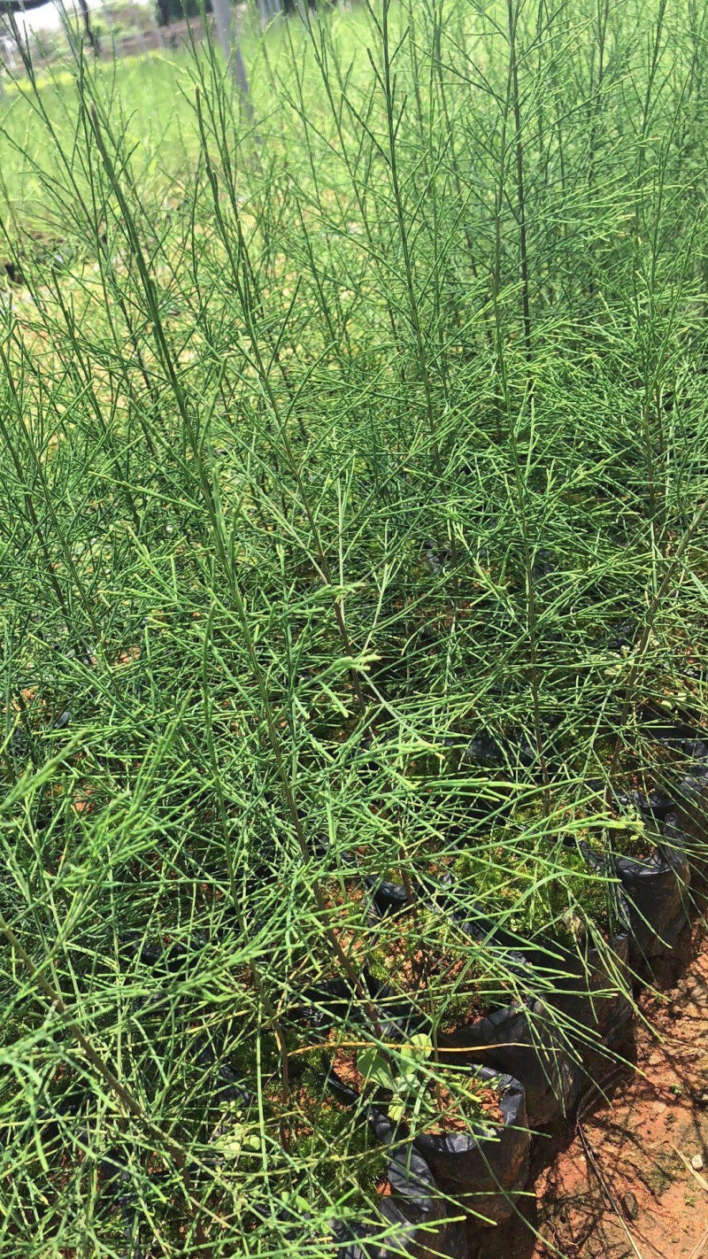 木麻黄
