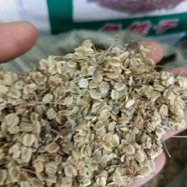 白芷，种子，出芽率%95，签订合同。诚信经营！