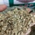 白芷，种子，出芽率%95，签订合同。诚信经营！