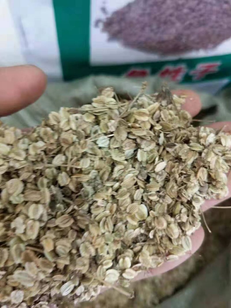 白芷，种子，出芽率%95，签订合同。诚信经营！