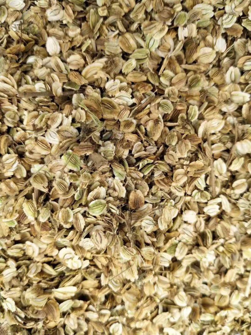 白芷，种子，出芽率%95，签订合同。诚信经营！