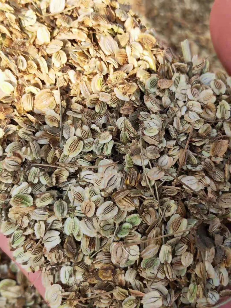 白芷，种子，出芽率%95，签订合同。诚信经营！