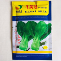 冬美冠耐寒青梗菜种子一代杂交越冬青梗菜种籽耐抽苔