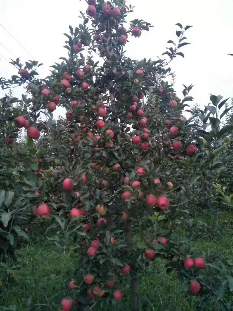 【咨询电话】纸袋苹果行情批发优质