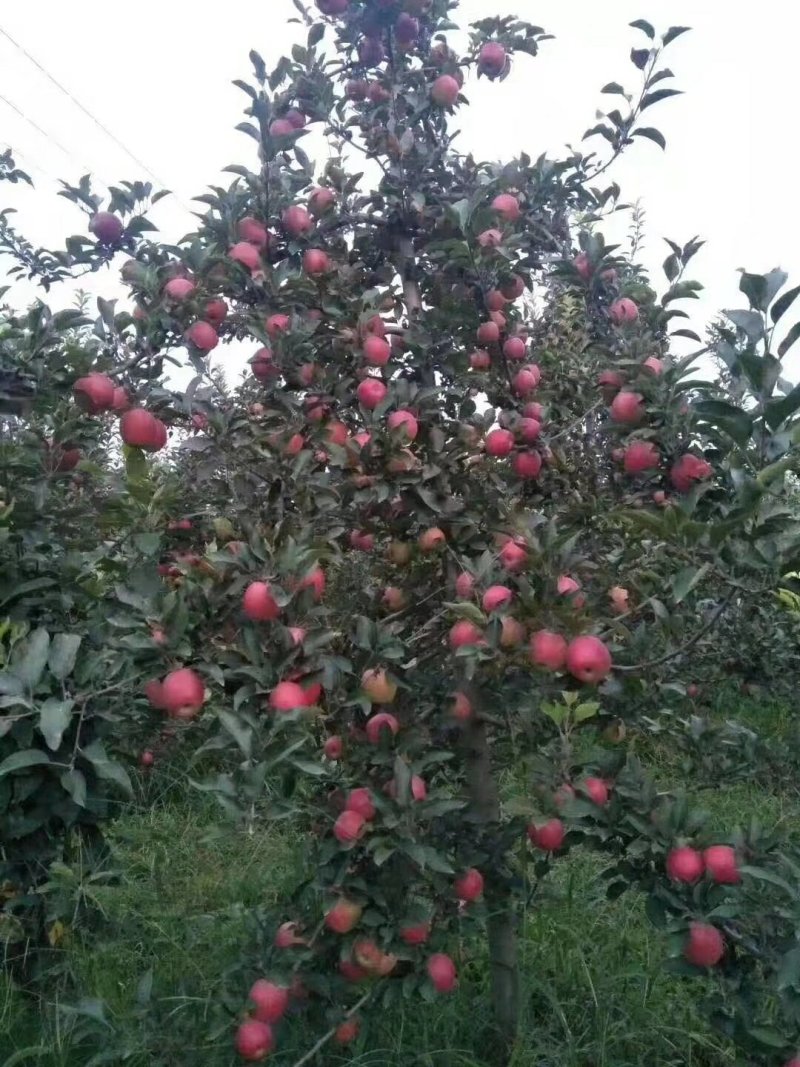 【咨询电话】纸袋苹果行情批发优质