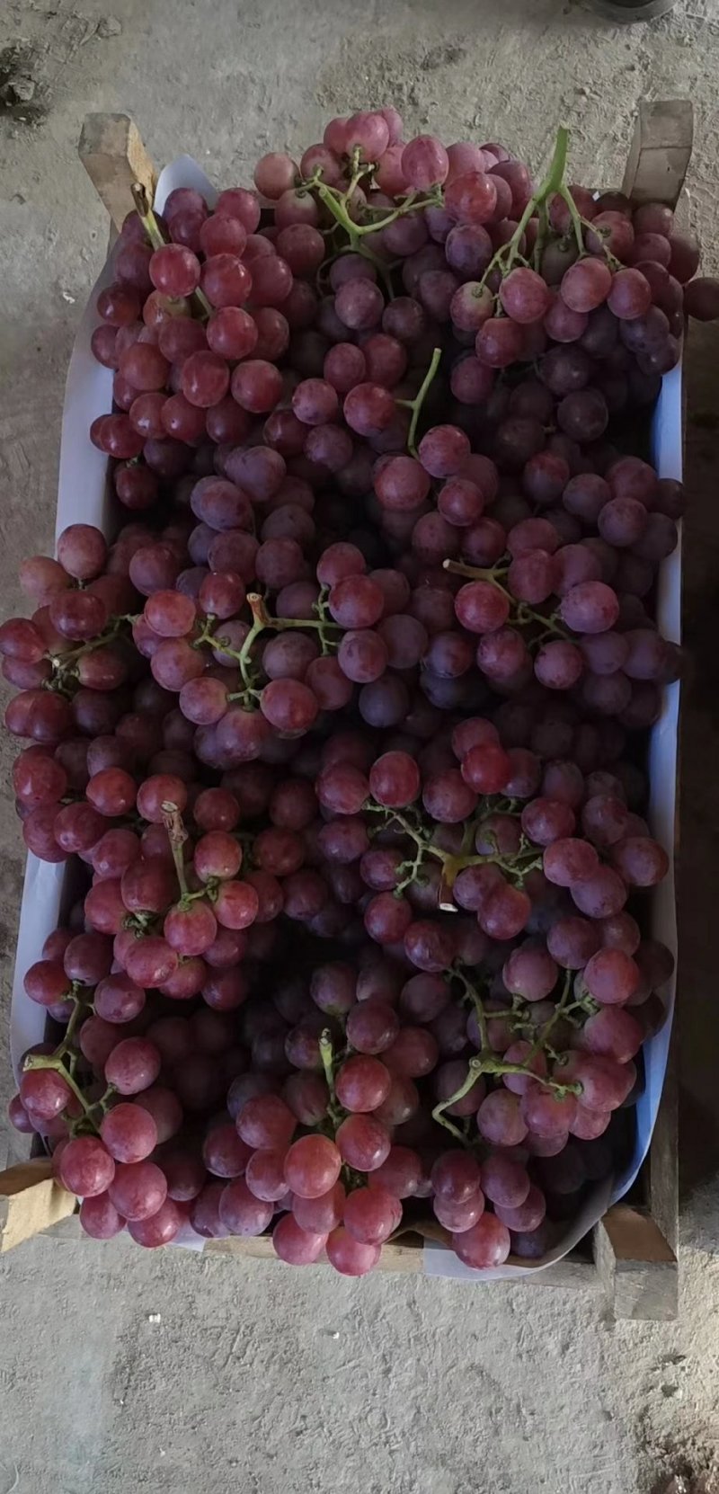 精品优质陕西红提葡萄，优质葡萄基地