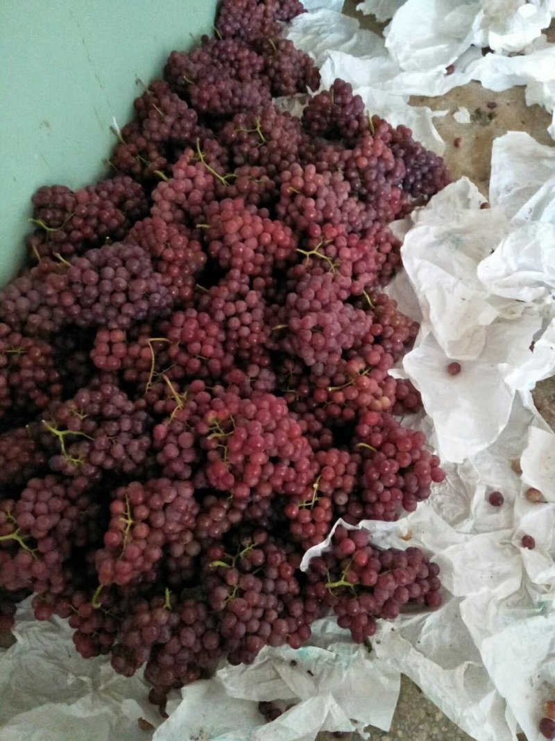 精品优质陕西红提葡萄，优质葡萄基地
