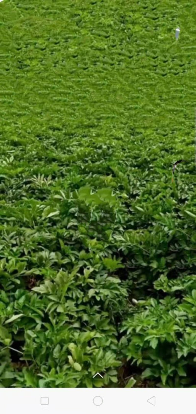 白芷优质白芷片无添加无硫欢迎全国各地采购商选购