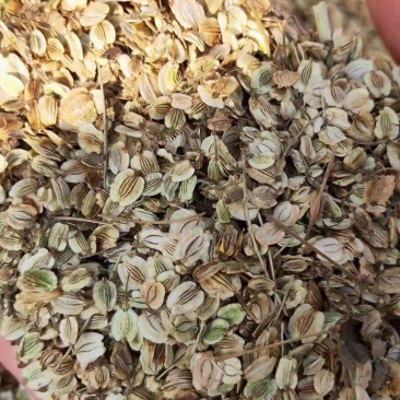 白芷优质白芷片无添加无硫欢迎全国各地采购商选购