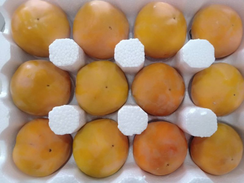 阳丰甜柿