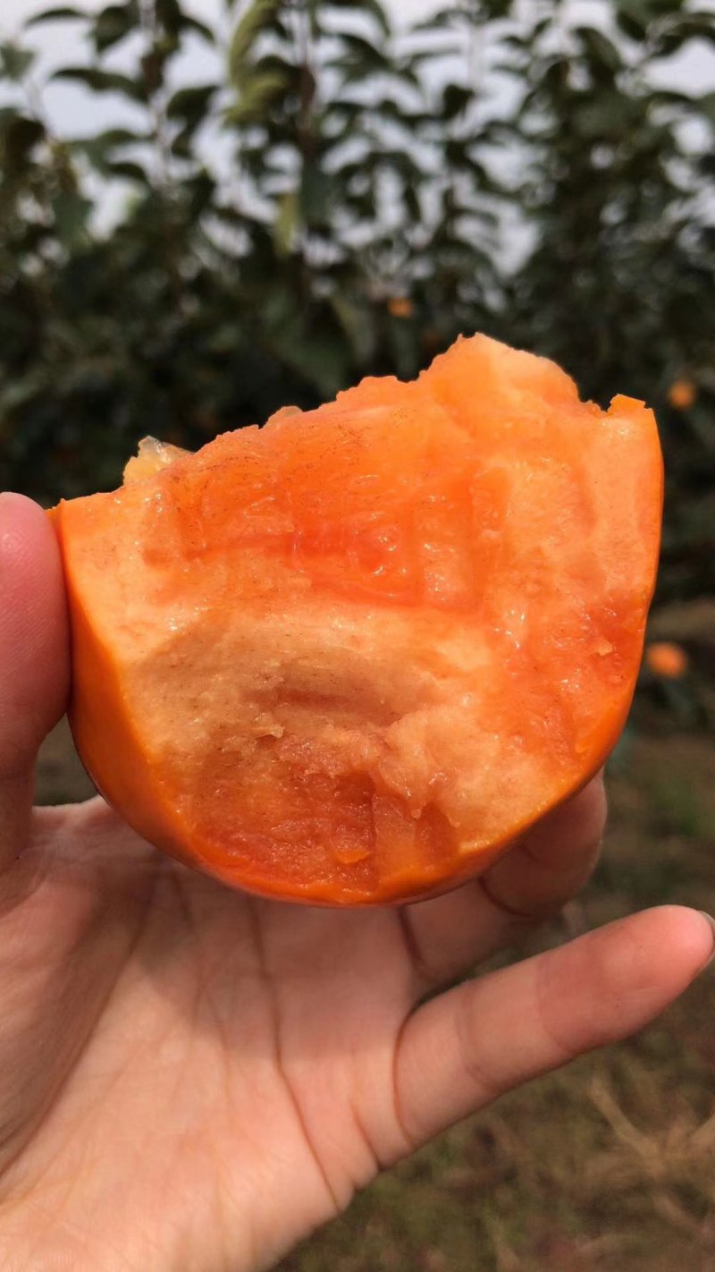 阳丰甜柿