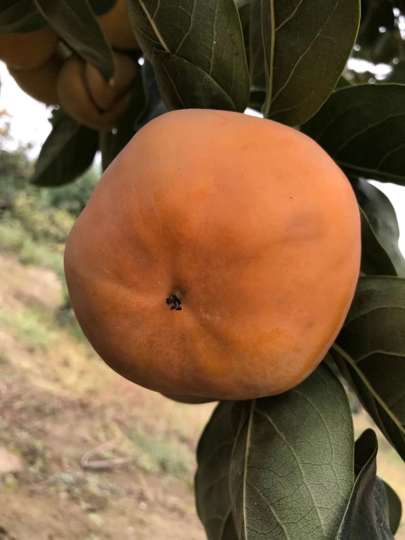阳丰甜柿
