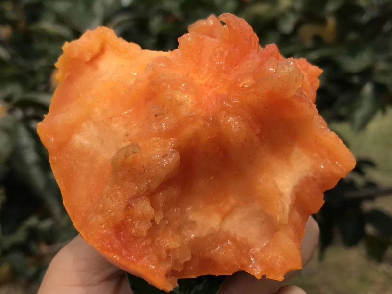 阳丰甜柿
