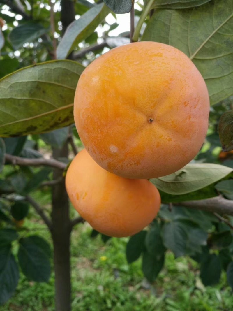 阳丰甜柿