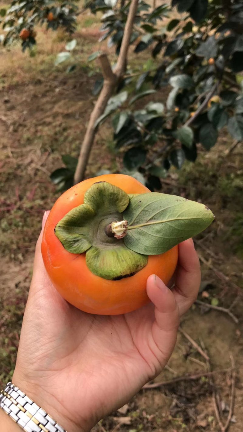 阳丰甜柿