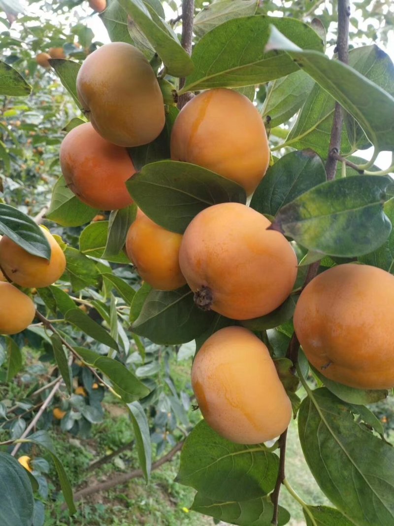 阳丰甜柿