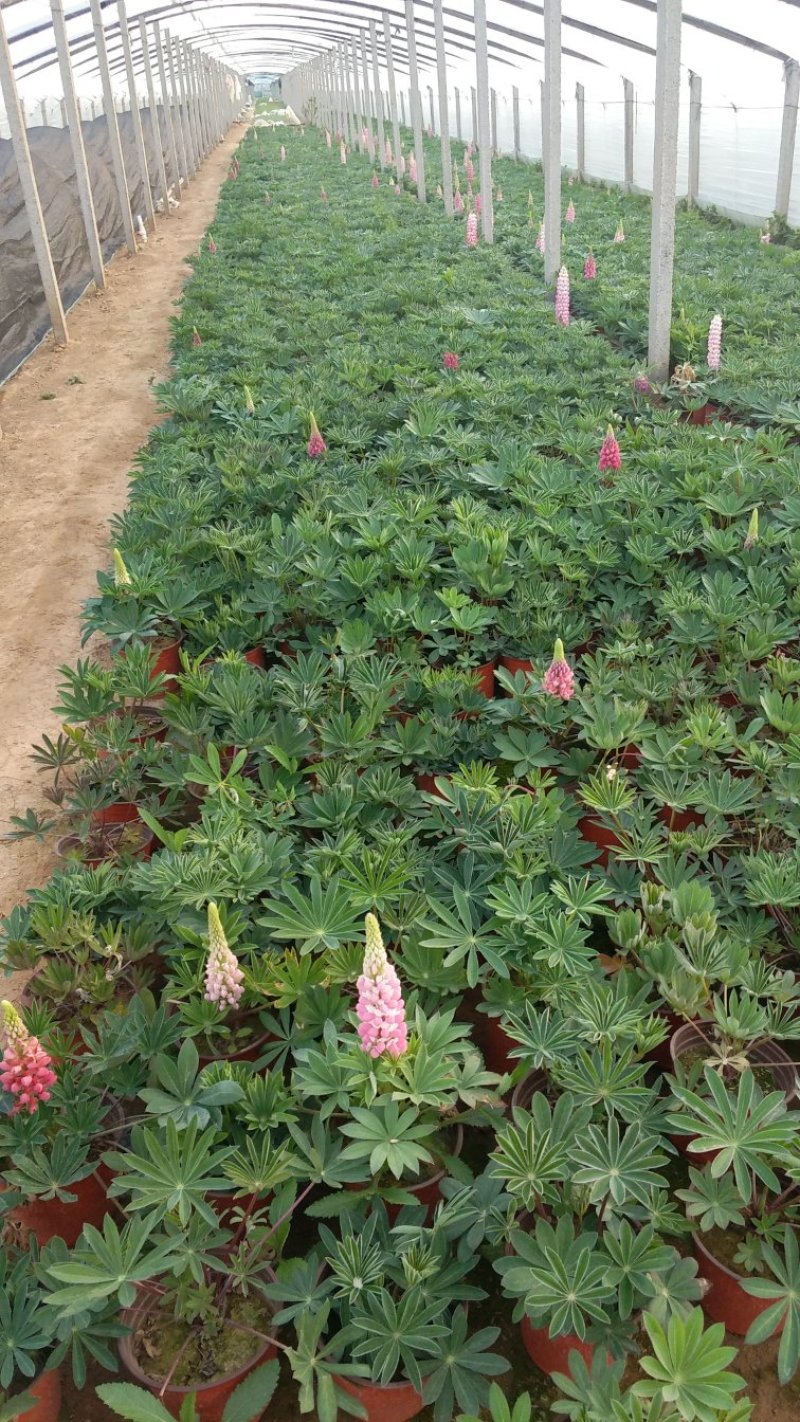 羽扇豆鲁冰花基地现挖现发量大从优常年供应欢迎选购