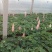 羽扇豆鲁冰花基地现挖现发量大从优常年供应欢迎选购