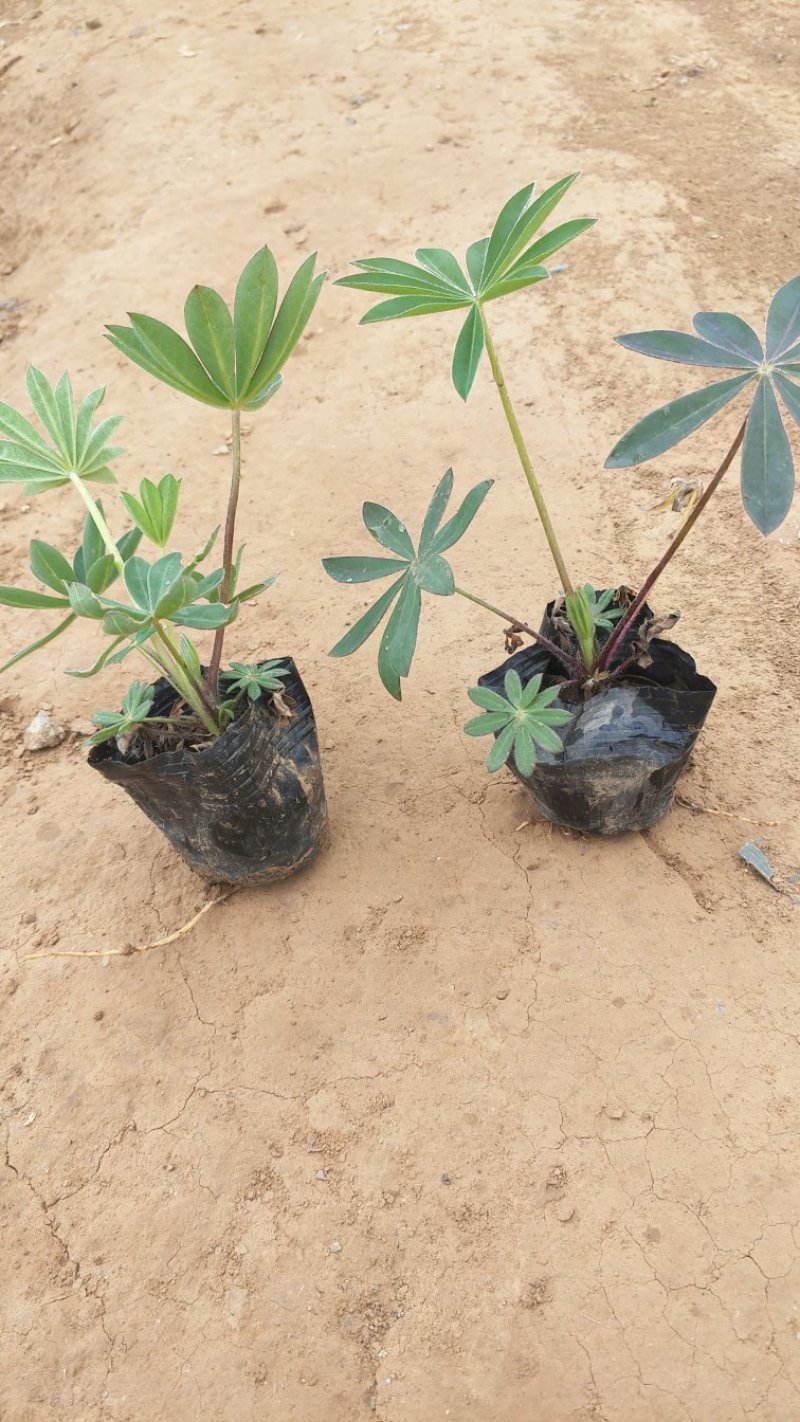 羽扇豆鲁冰花基地现挖现发量大从优常年供应欢迎选购
