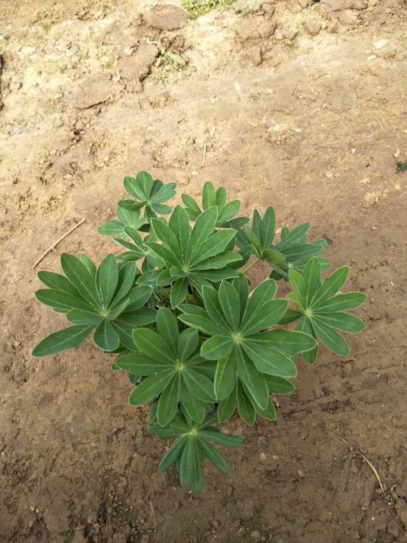 羽扇豆鲁冰花基地现挖现发量大从优常年供应欢迎选购