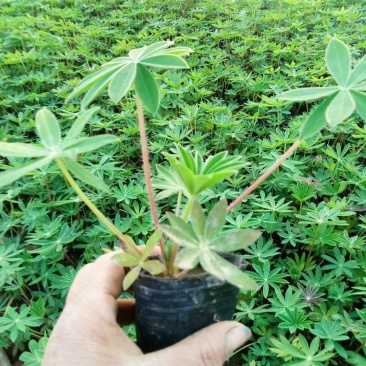 羽扇豆鲁冰花基地现挖现发量大从优常年供应欢迎选购
