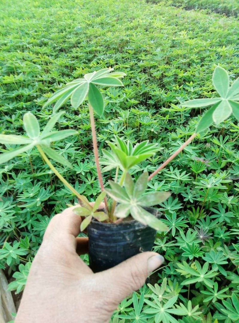 羽扇豆鲁冰花基地现挖现发量大从优常年供应欢迎选购