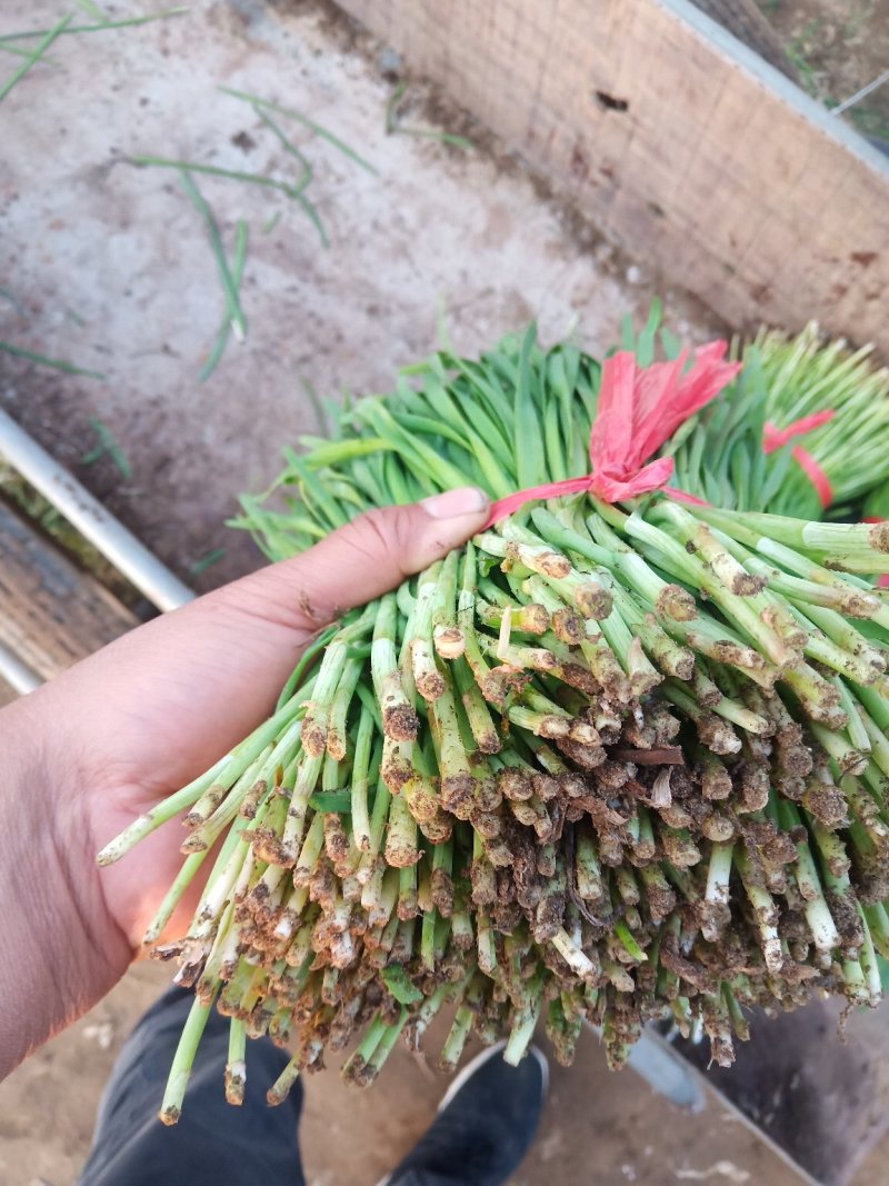河北宽叶韭菜，万亩产地，大棚种植。现割现发。质量保证。