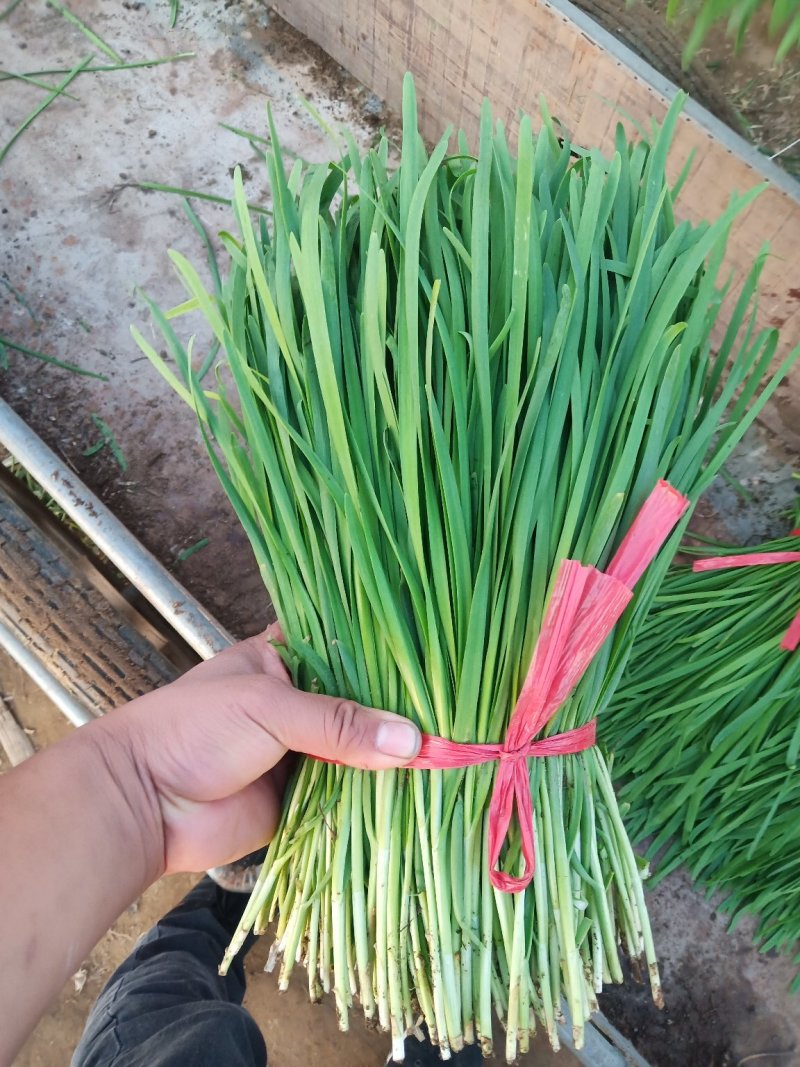 河北宽叶韭菜，万亩产地，大棚种植。现割现发。质量保证。