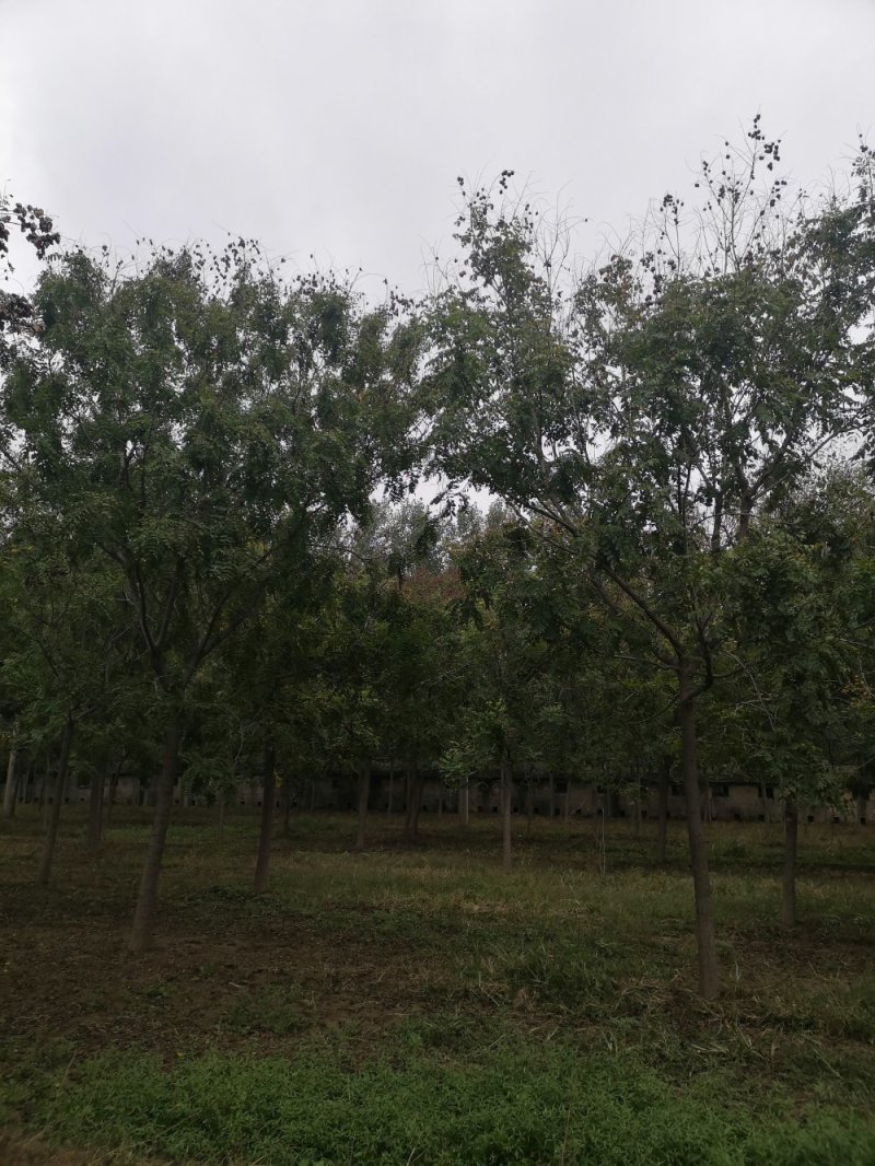 北栾树栾树10—15公分，大量供应欢迎来电咨询，