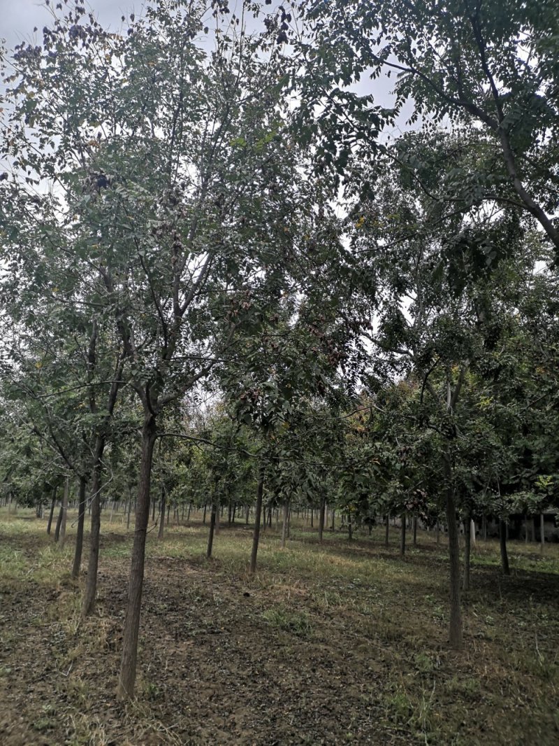 北栾树栾树10—15公分，大量供应欢迎来电咨询，