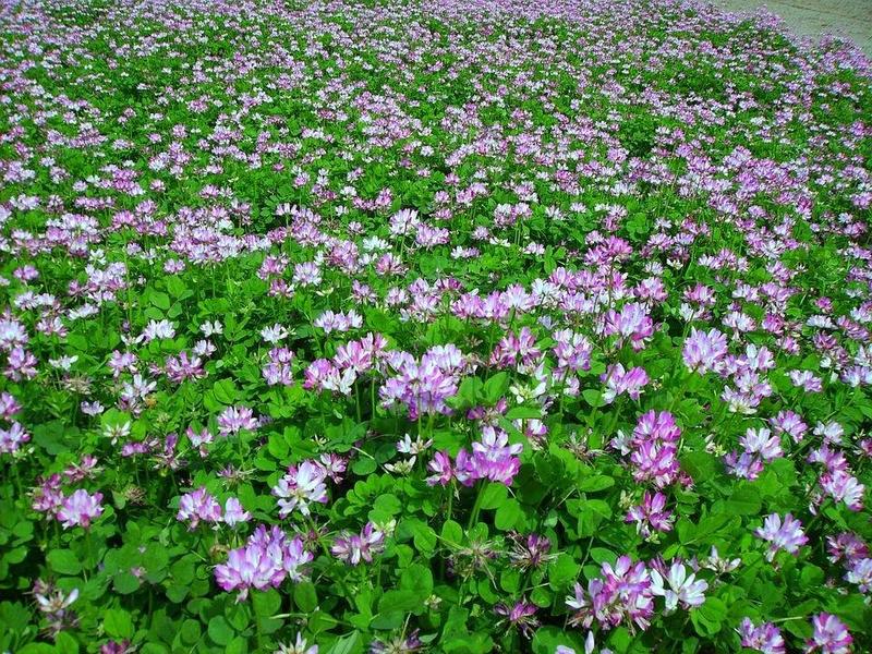 紫云英种子红花草种子养蜂蜜源高产绿肥牧草种子野菜种籽