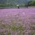 紫云英种子红花草种子养蜂蜜源高产绿肥牧草种子野菜种籽