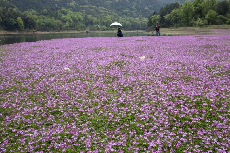 紫云英种子红花草种子养蜂蜜源高产绿肥牧草种子野菜种籽