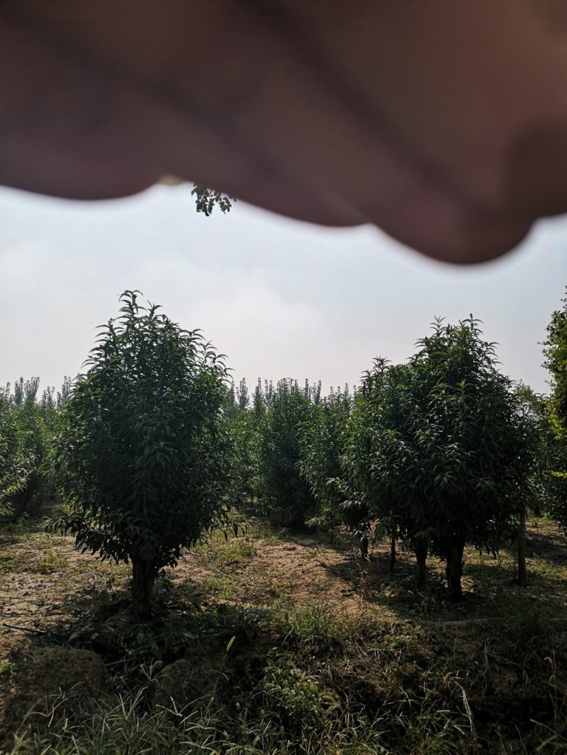 龙柱碧桃8公分，大量供应各种规格，欢迎新老客户来电