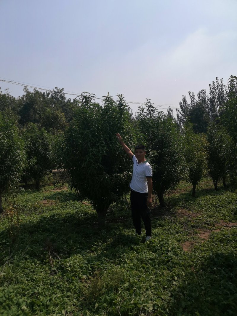 龙柱碧桃8公分，大量供应各种规格，欢迎新老客户来电