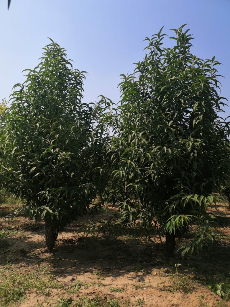 龙柱碧桃8公分，大量供应各种规格，欢迎新老客户来电