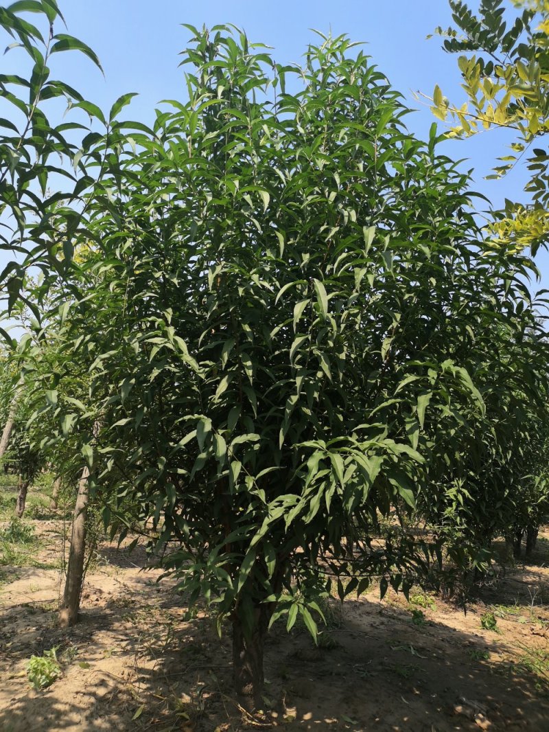 龙柱碧桃8公分，大量供应各种规格，欢迎新老客户来电