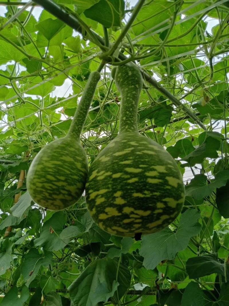 天鹅葫芦种子花皮爬藤观光园走廊春秋观赏葫芦种子