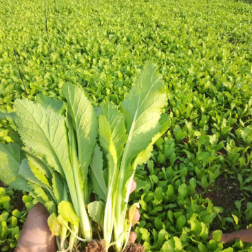 早熟儿菜苗，优质儿菜苗